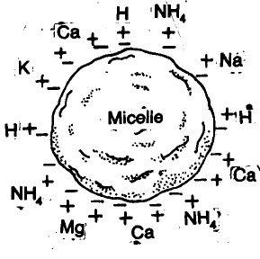 1617_chemical prop of soil.jpg